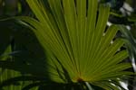 macro coconuts leaf 