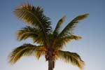 macro coconuts tree 