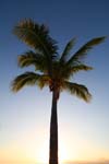 macro coconuts tree 