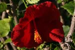 macro hibiscus 