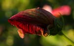 macro hibiscus 