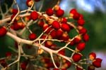 macro palm fruits