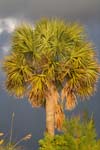 macro palmtree 