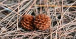 macro pines