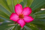 macro pink oleander 