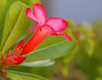 macro pink oleander 