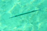 trumpetfish 