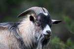 billy goat