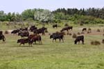 camargue buffalos