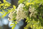 flowers acacia