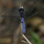 croatia krka national park dragonflies 