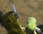 croatia krka national park dragonflies 