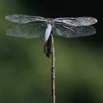 croatia krka national park dragonflies 