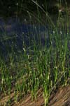 croatia krka national park dragonflies 