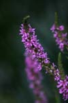 croatia krka national park flowers 