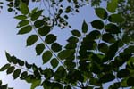 croatia krka national park plants 