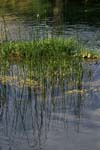 croatia krka national park plants 