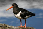 birds oystercatcher 