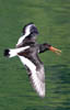 birds oystercatcher 