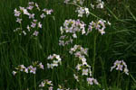 macro spring flowers 