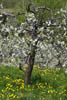 spring apple tree 