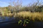 everglades 