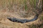 everglades alligators 