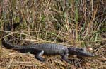 everglades alligators 