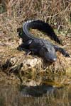 everglades alligators 