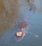 everglades alligators 