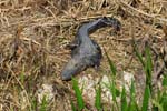 everglades alligators 