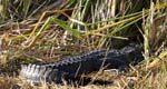 everglades alligators 