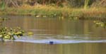 everglades alligators 