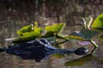 everglades alligators 