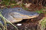 everglades alligators 