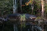 everglades alligators 