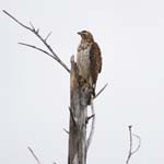 everglades birds falcon 