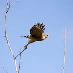 everglades birds falcon 