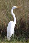 everglades birds great white heron 