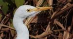 everglades birds great white heron 