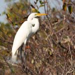 everglades birds great white heron 