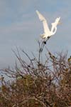 everglades birds great white heron 