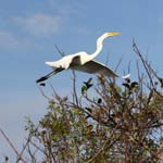 everglades birds great white heron 