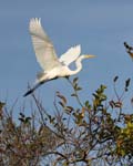 everglades birds great white heron 