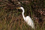 everglades birds great white heron 