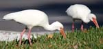 everglades birds ibis 