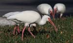 everglades birds ibis 