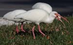 everglades birds ibis 