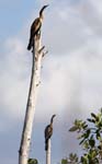 everglades birds snakebird 