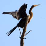 everglades birds snakebird 